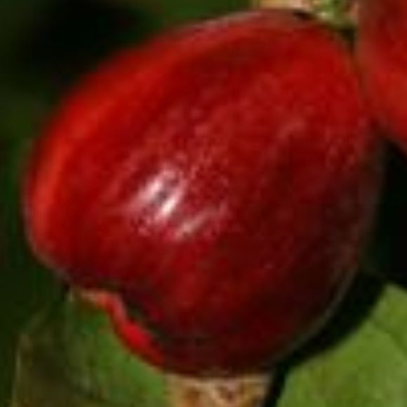 frenchcashew